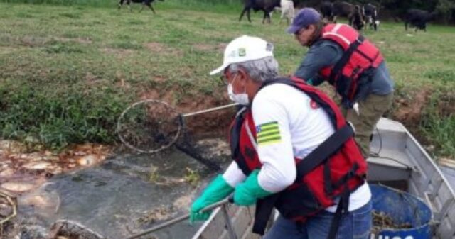 Operação retira mais de 5 toneladas de peixes mortos do Rio Meia Ponte, em Piracanjuba