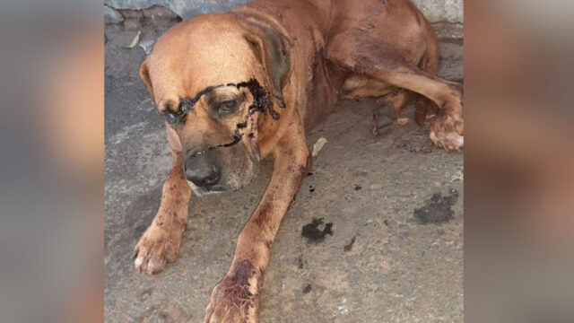 Cachorro é esfaqueado na cabeça e grupo faz campanha para pagar tratamento, em Pires do Rio