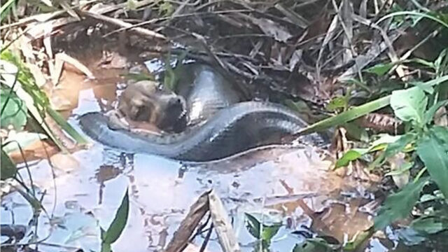 Cobra sucuri mata cachorro em Caldas Novas