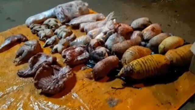 Casal é detido na BR 153 transportando carne e animais silvestres abatidos