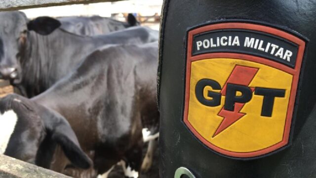 Polícia Militar de Catalão recupera gado furtado e prende suspeitos de receptação e furto
