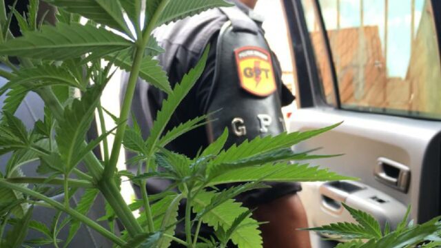 PM prende infrator por receptação, cultivo de drogas para consumo e posse de entorpecentes em Catalão