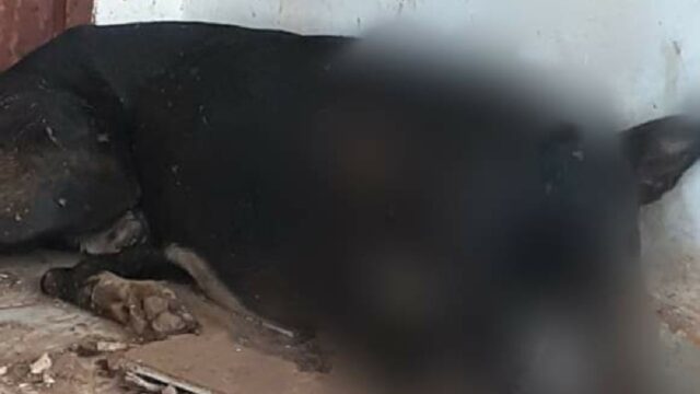 Cachorro é ferido a tiros e com golpes de barra de ferro, em Marzagão