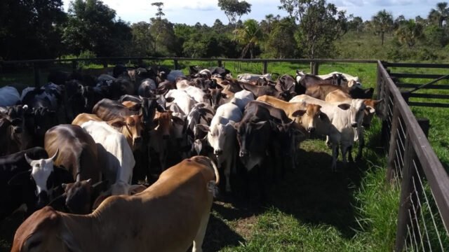 Mais de 90 cabeças de gado são furtadas em zona rural de Tupaciguara