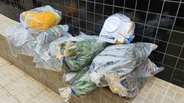 Polícia Militar localiza plantação de maconha na zona rural de Catalão