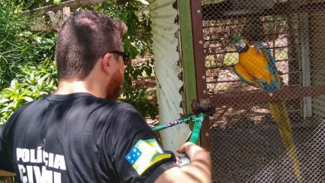 Polícia Civil de Cumari apreende ave mantida em cativeiro