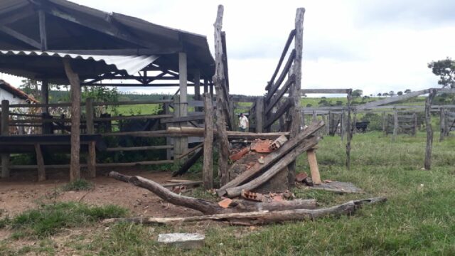 Ladrões furtam 27 cabeças de gado em fazenda na região do Distrito de Pires Belo