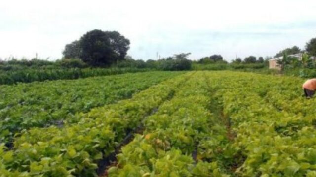 Produtor rural de pequeno porte poderá ter acesso a nova linha de crédito a partir de sexta (6)