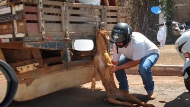 Homem é preso em flagrante por crime de maus tratos a animais, em Pontalina