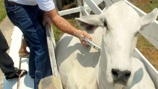 Campanha de vacinação contra febre aftosa é adiantada em Goiás