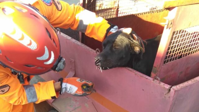 Bombeiros Militar de Araguari foi acionada para atender a uma ocorrência de resgate de animal em risco