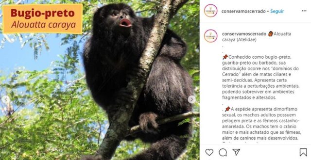 Alunos da Universidade Federal de Catalão (UFCat) lança projeto que atua na divulgação de informações sobre o cerrado