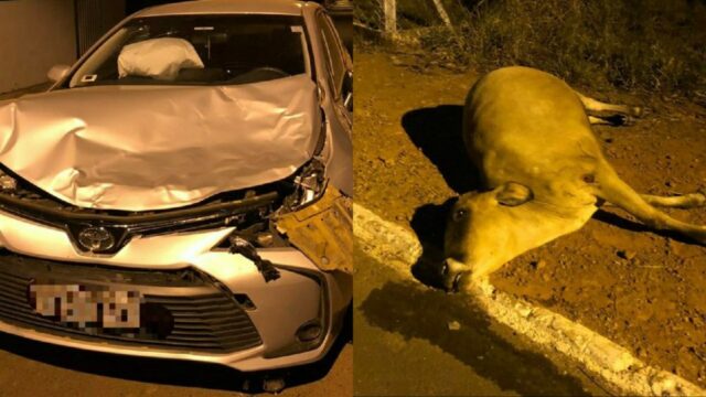 Em Ouvidor, Bovino invade pista, carro colide de frente e animal morre no local