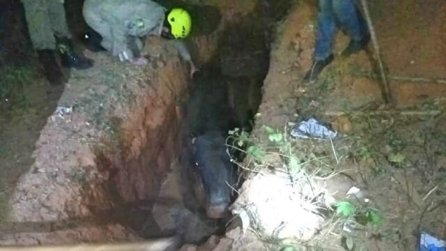 Bombeiros resgatam bovino que caiu dentro de buraco, em Ipameri