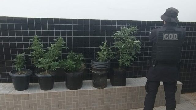 COD apreende pés de maconha na zona rural de Catalão