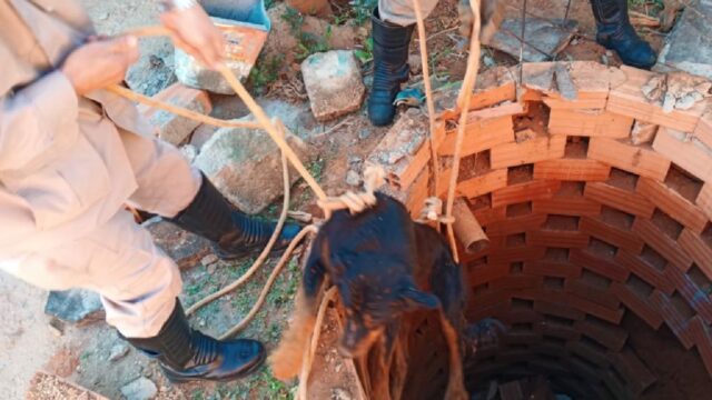 Bombeiros resgatam cachorros de dentro de uma fossa no Bairro Paineiras, em Catalão