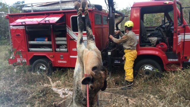 Bombeiros resgatam vaca que caiu em fossa na zona rural de Ipameri