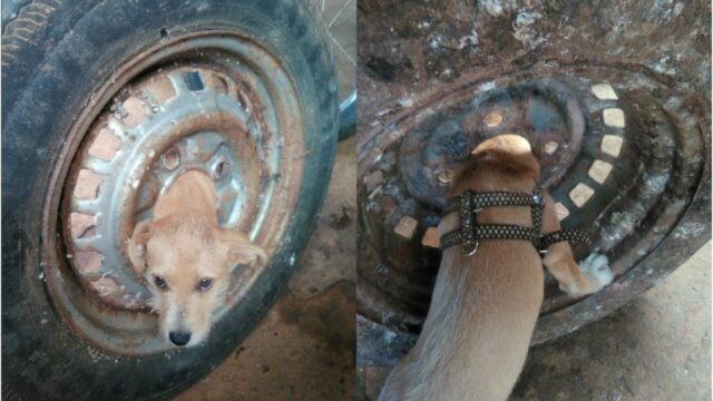 Bombeiros resgatam filhote de cachorro preso em roda de carro, em Catalão