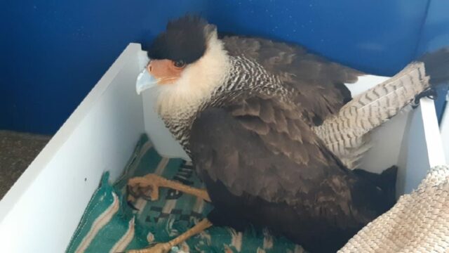 PRF ajudou no resgate de uma ave da fauna do Brasil na BR 050, em Catalão