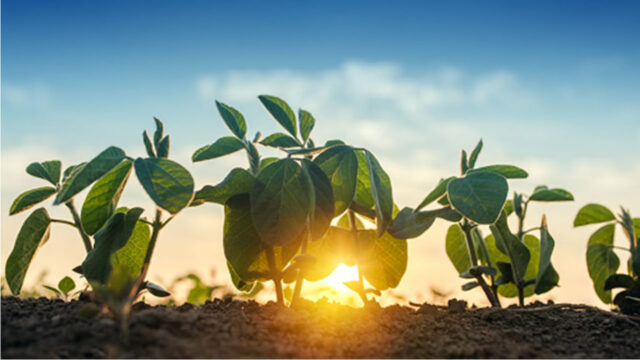 Preparando terreno para colher resultados: Senar Goiás incentiva cultivo eficiente
