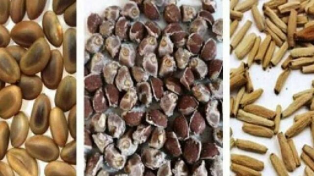 A Agrodefesa alerta à população caso alguém receba o "Pacotinho de Sementes"