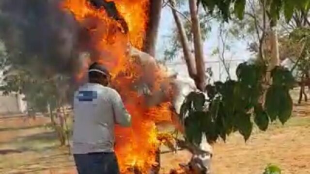 Internauta flagra incêndio em réplica de dinossauro em Catalão