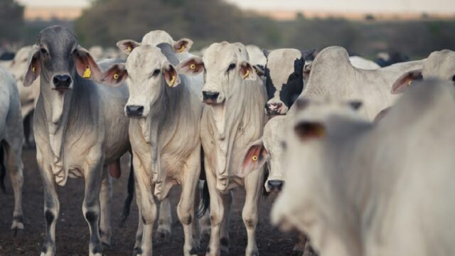 Agropecuária registra crescimento do PIB no 2º trimestre