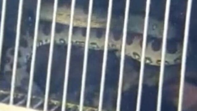 Menino encontra sucuri enquanto nadava em piscina no Rio Quente Resorts