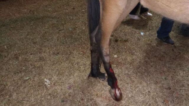 Cavalo fratura pata após ser atropelado em Catalão