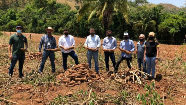 Assembleia aprova lei que incentiva a produção de cerveja goiana de mandioca