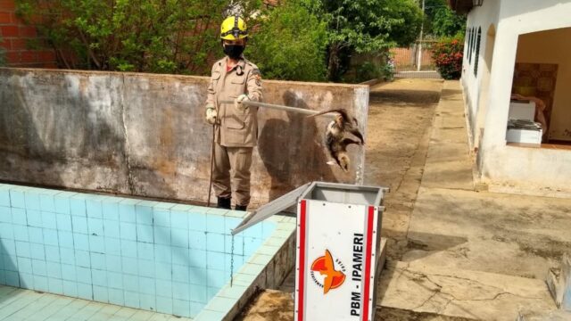 Bombeiros resgatam gambá em piscina de residência em Ipameri
