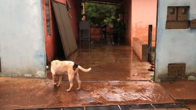 Chuva forte alaga residência e causa queda de árvore em Ipameri
