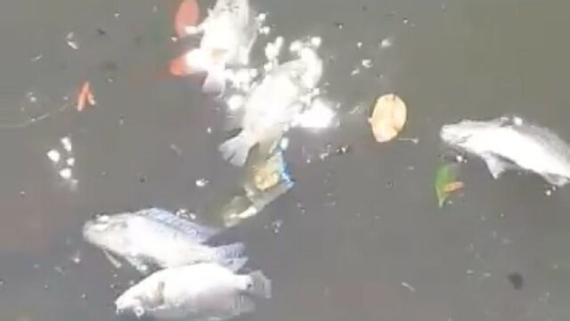Morte misteriosa de peixes vira problema em represa de Catalão