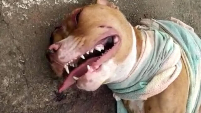 Suspeito de agredir e arrastar cachorro amarrado a moto é preso em Inhumas