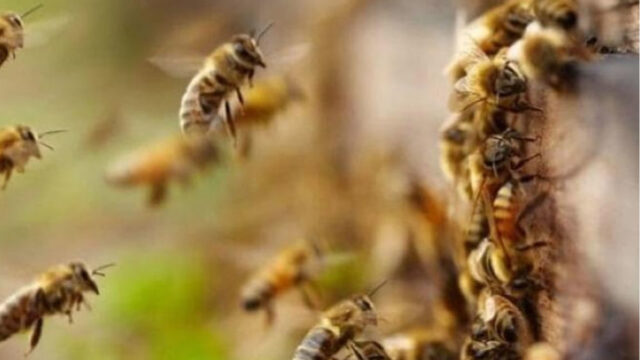 Idosa de 65 anos é atacada por enxame de abelhas e leva várias picadas em Ipameri