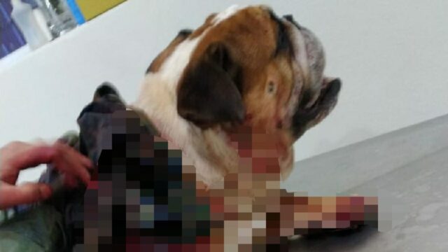 Crueldade: Cachorro morre após ser brutalmente esfaqueado em Catalão