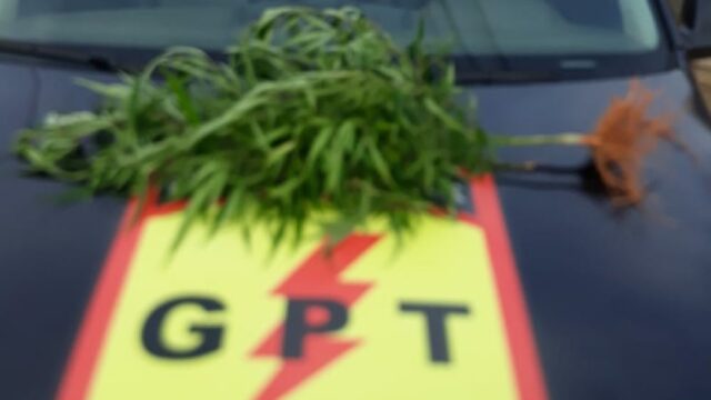 Dois menores são apreendidos e um homem preso por cultivar maconha, em Ipameri