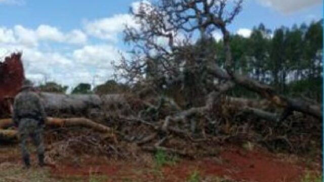 Homem é autuado por crime ambiental em Ipameri