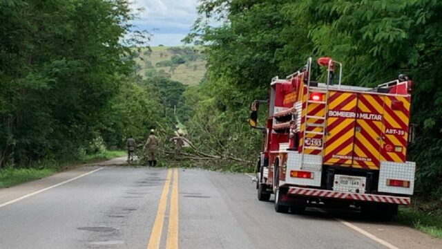 Queda de árvore bloqueia parcialmente pista da rodovia GO 330 entre Catalão e Ipameri