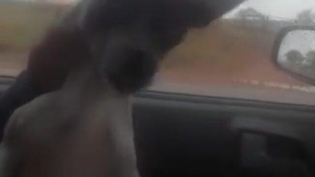 Homem é preso por ameaça, porte ilegal de arma e maus-tratos a animal em Cumari, veja vídeo