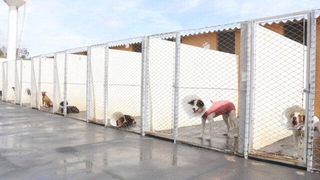 Centro de Castração de Cães e Gatos: mais de 1.200 animais já foram castrados em Catalão