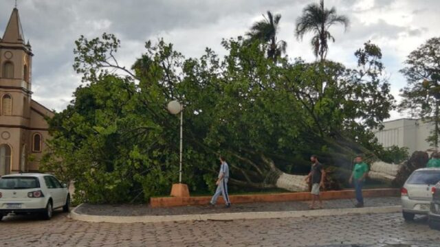 Vento derruba árvores na Praça Velha Matriz no Centro de Catalão