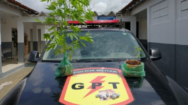 GPT prende traficante e apreende drogas e pés de maconha em Ipameri