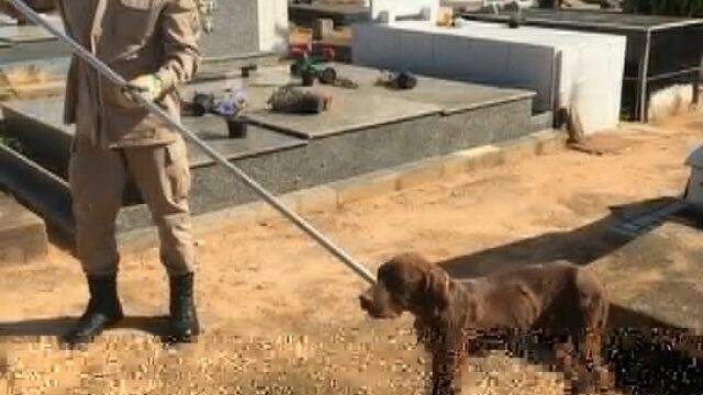 Bombeiros de Ipameri resgatam cachorro dentro de sepultura