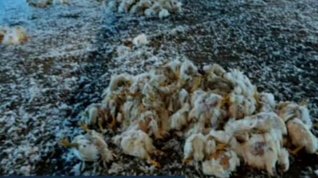 Em Pires do Rio mais de 10 mil aves morrem por falta de energia em granja