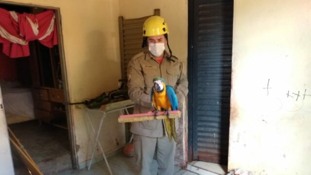 Bombeiros realizam resgates de Arara Canindé e Curicaca, em Ipameri