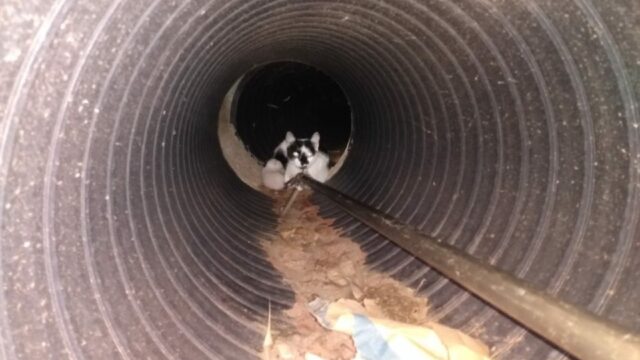 Bombeiros resgatam gatos em bueiro de Ipameri