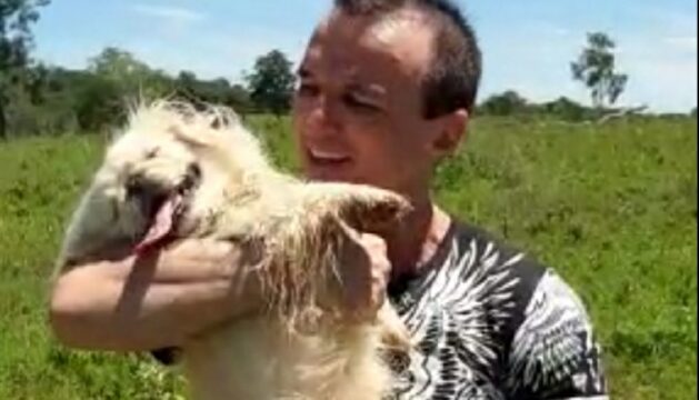 O resgate de Lola: a cachorrinha de estimação desaparecida após acidente na BR-050 no dia 06/01/2021