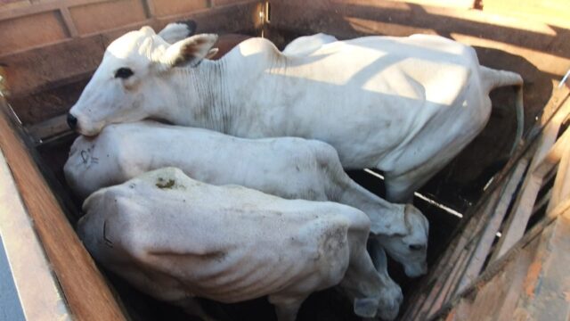 Batalhão Rural recupera cinco bovinos furtados e descobre abate clandestino no município de Catalão