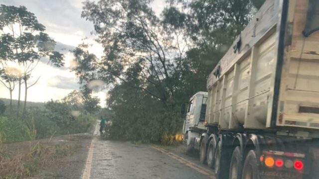 Queda de árvores bloqueia parcialmente pista da Rodovia GO 305 entre Goiandira e Cumari